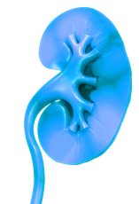kidney