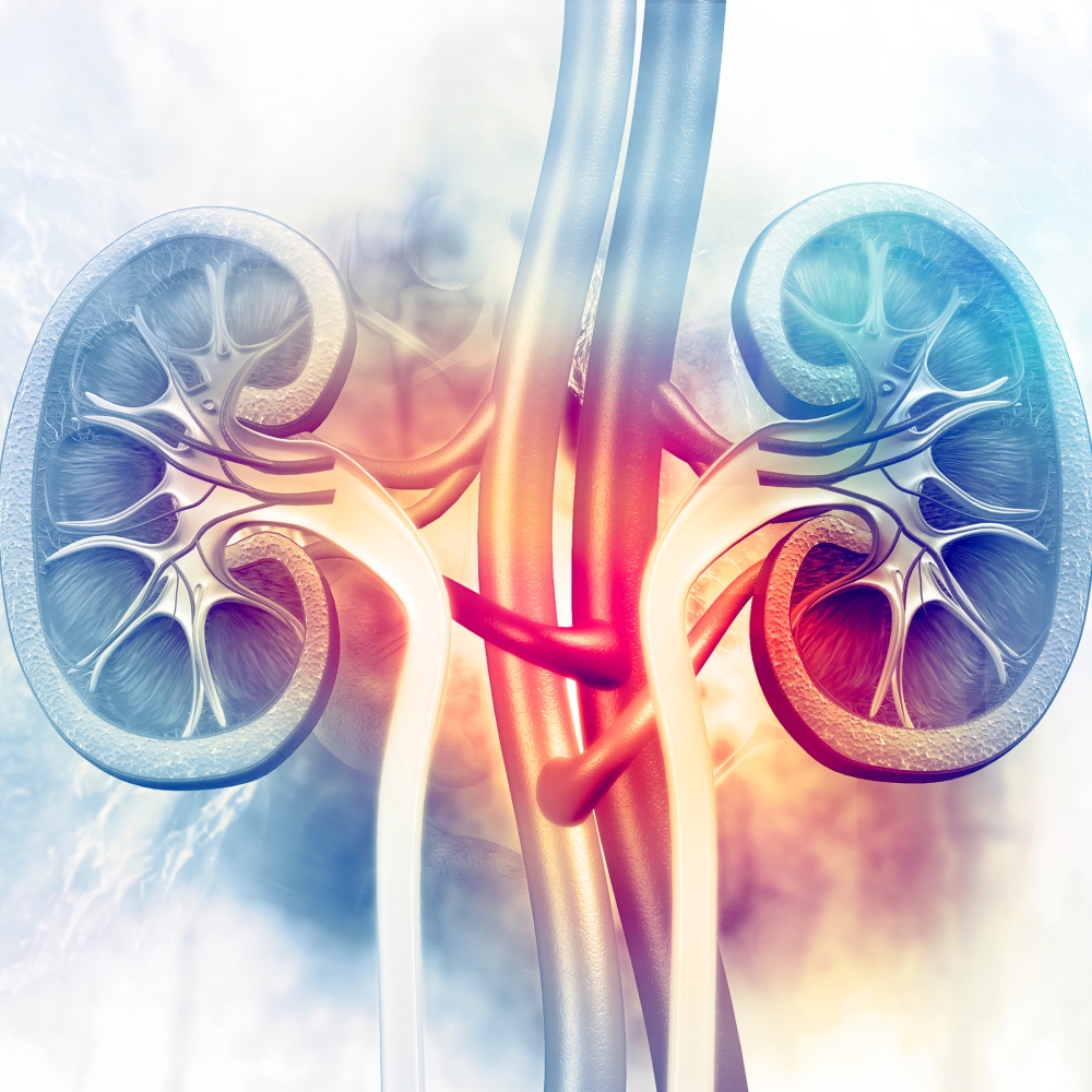 kidney